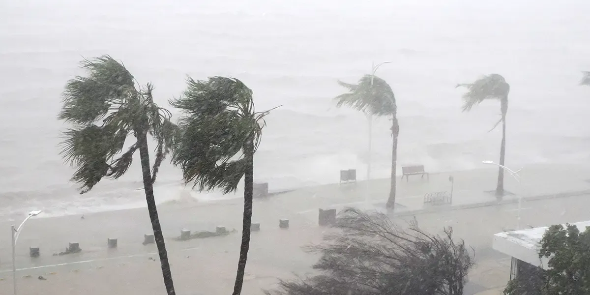 Strung Winds from Hurricane Norma blow palm trees along the coast line